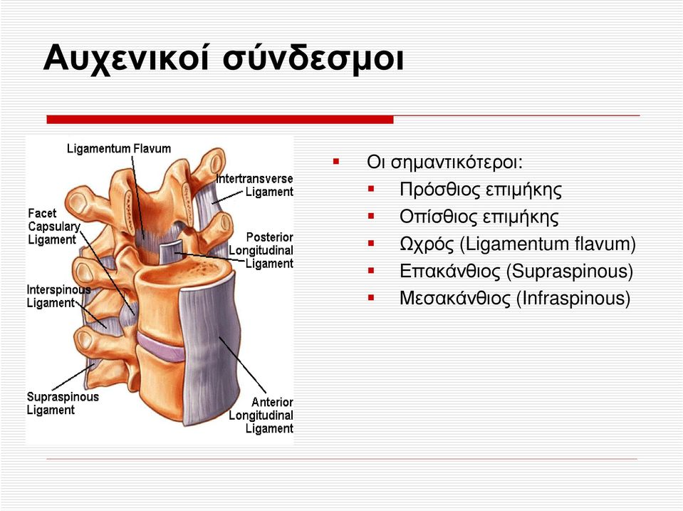 Ωχρός (Ligamentum flavum) Επακάνθιος