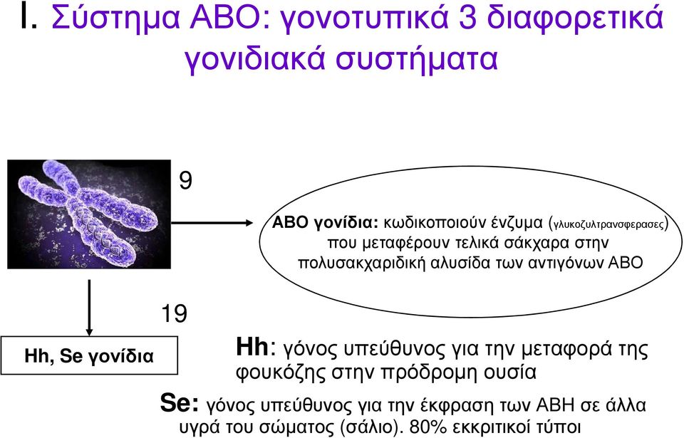 αλυσίδα των αντιγόνων ΑΒΟ Hh:γόνος υπεύθυνος για την µεταφορά της φουκόζης στην πρόδροµη ουσία