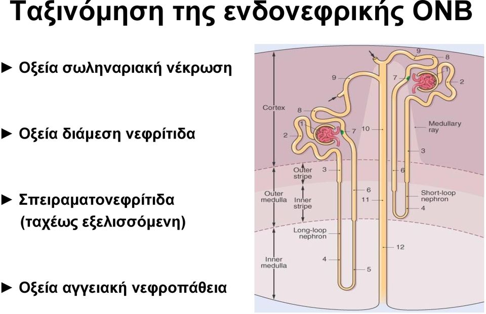 νεφρίτιδα Σπειραματονεφρίτιδα (ταχέως