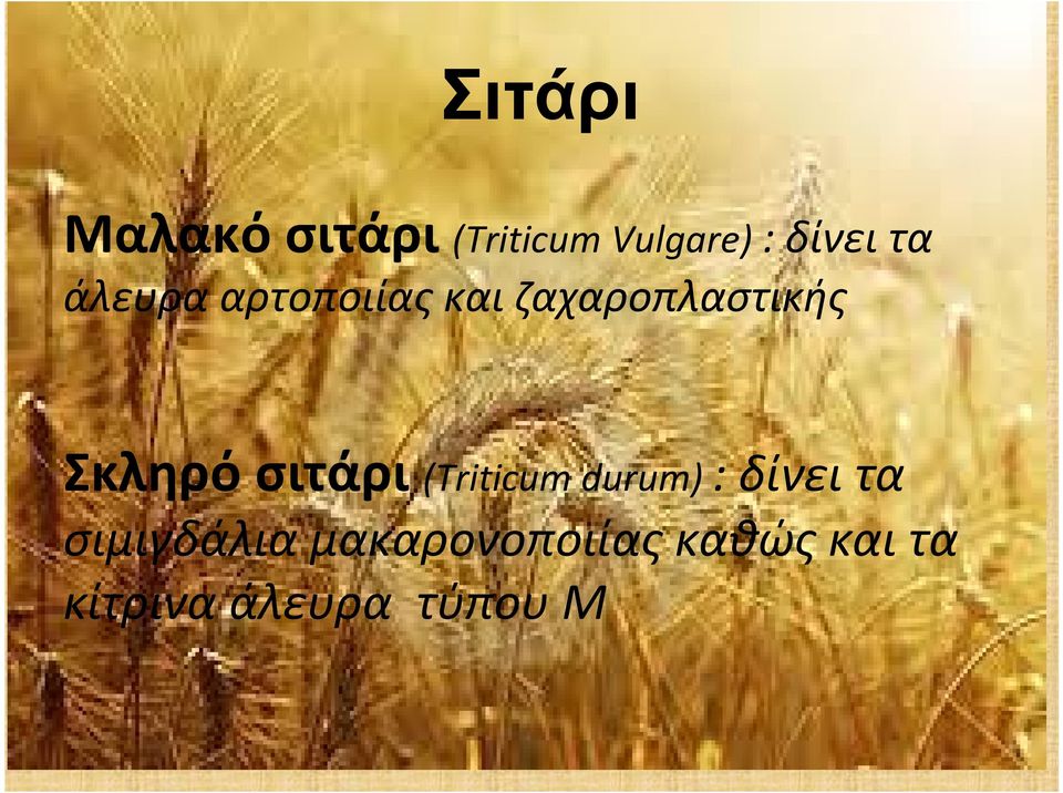 σιτάρι (Triticum durum) : δίνει τα σιμιγδάλια