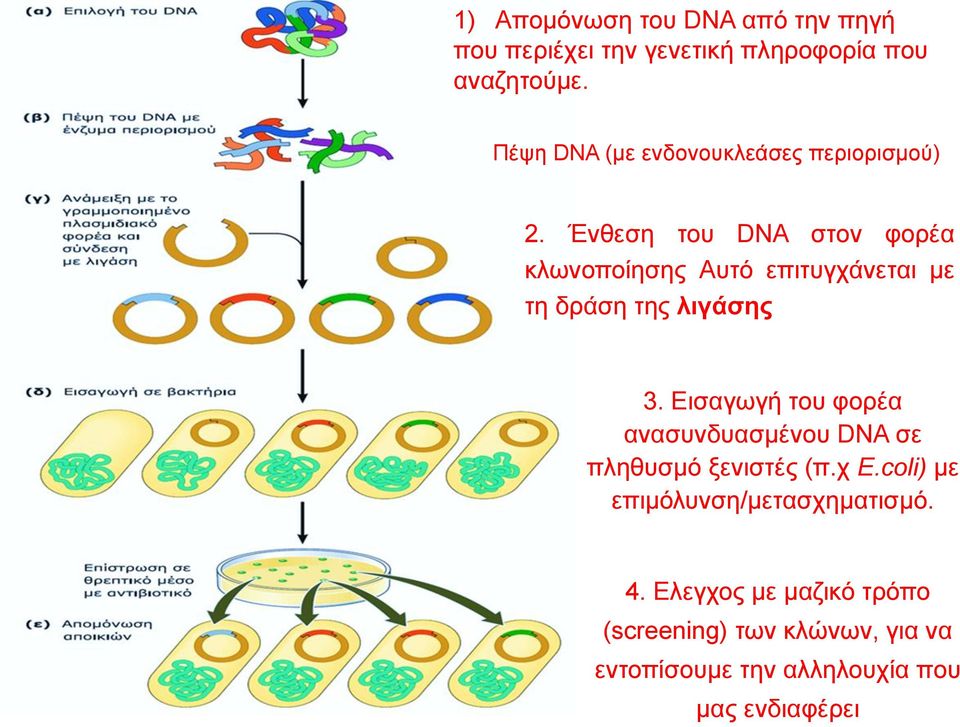 Ένθεση του DNA στον φορέα κλωνοποίησης Αυτό επιτυγχάνεται με τη δράση της λιγάσης 3.