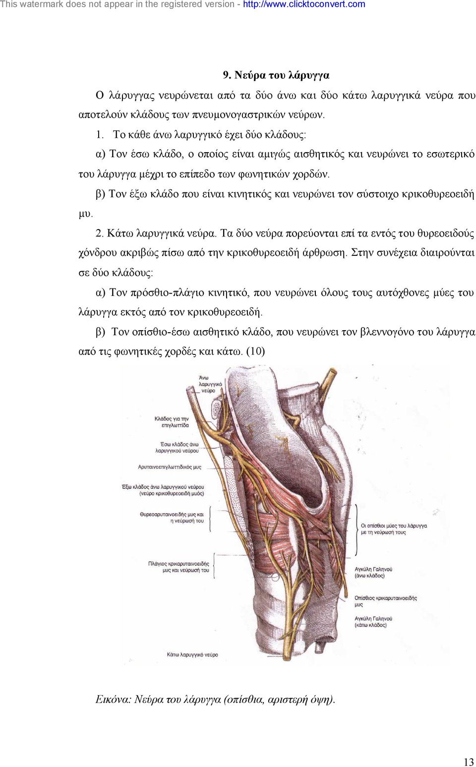 β) Τον έξω κλάδο που είναι κινητικός και νευρώνει τον σύστοιχο κρικοθυρεοειδή µυ. 2. Κάτω λαρυγγικά νεύρα.