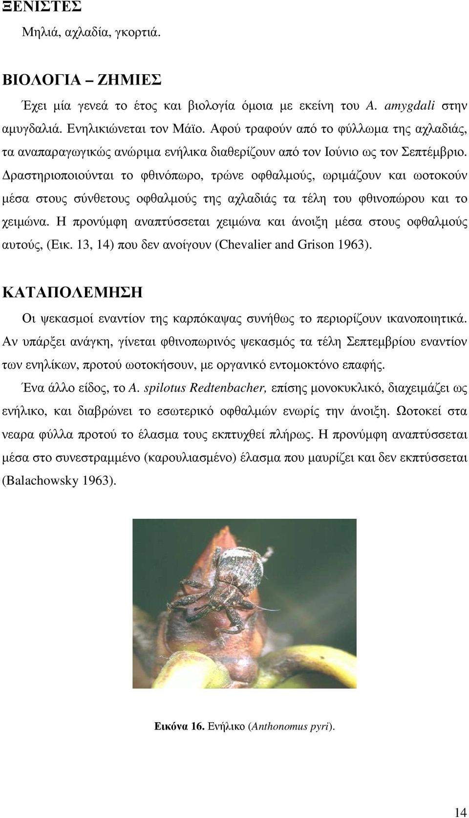 ραστηριοποιούνται το φθινόπωρο, τρώνε οφθαλµούς, ωριµάζουν και ωοτοκούν µέσα στους σύνθετους οφθαλµούς της αχλαδιάς τα τέλη του φθινοπώρου και το χειµώνα.
