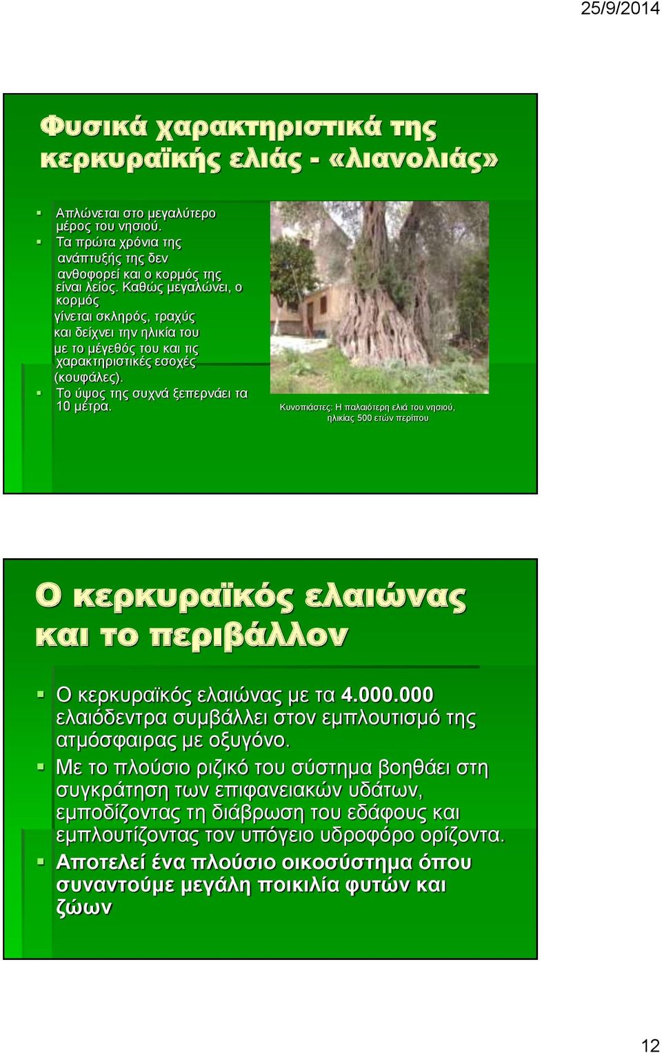 Κυνοπιάστες: Η παλαιότερη ελιά του νησιού, ηλικίας 500 ετών περίπου Ο κερκυραϊκός ελαιώνας και το περιβάλλον Ο κερκυραϊκός ελαιώνας με τα 4.000.