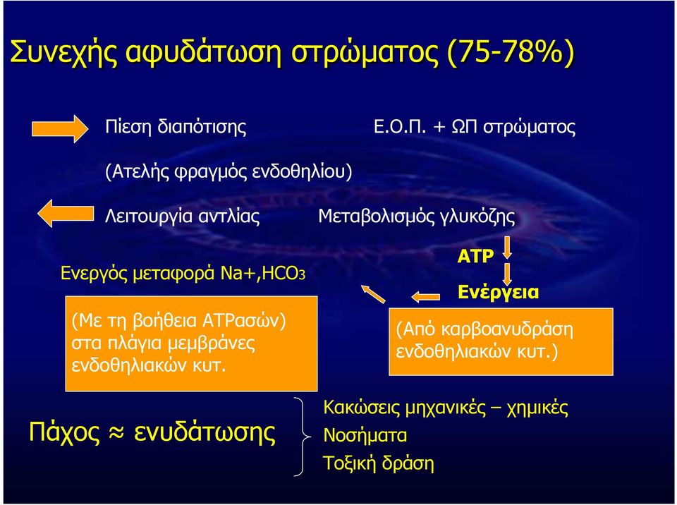 + ΩΠ στρώµατος (Ατελής φραγµός ενδοθηλίου) Λειτουργία αντλίας Ενεργός µεταφορά Na+,HCO3