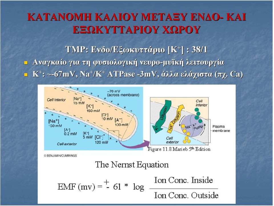 Αναγκαίο για τη φυσιολογική νευρο-μυϊκή μυϊκή