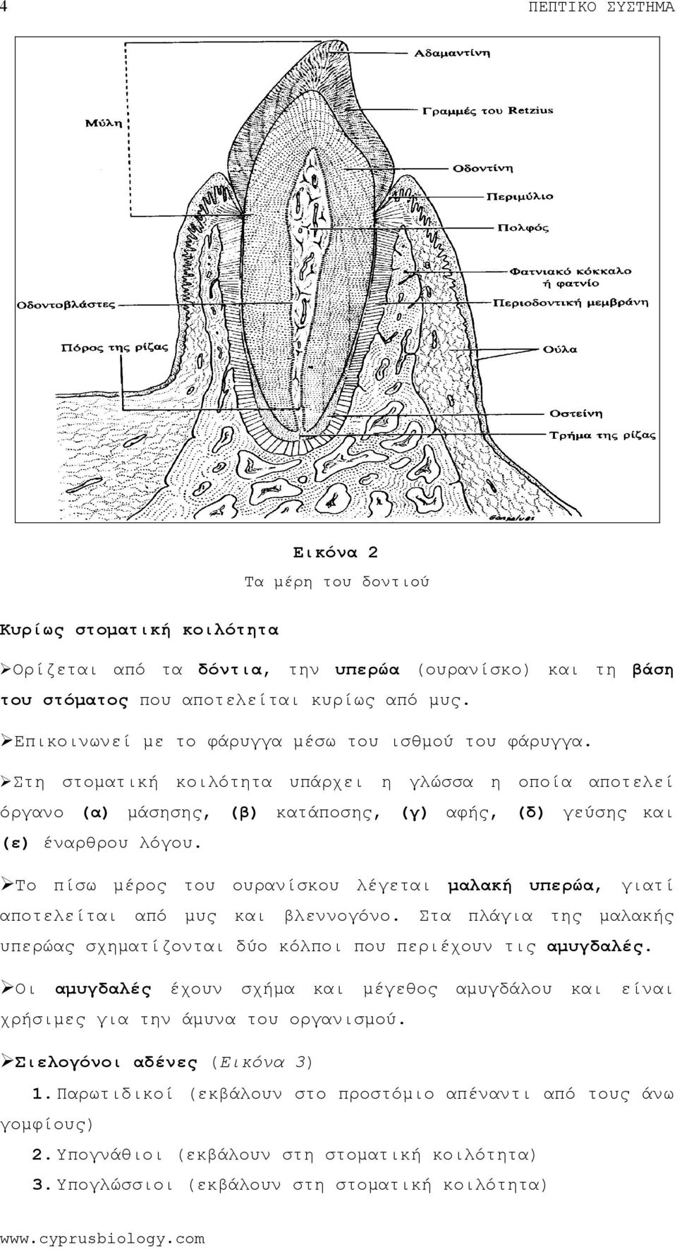 Το πίσω μέρος ουρανίσκου λέγεται μαλακή υπερώα, γιατί αποτελείται μυς βλεννογόνο. Στα πλάγια της μαλακής υπερώας σχηματίζονται δύο κόλποι που περιέχουν τις αμυγδαλές.