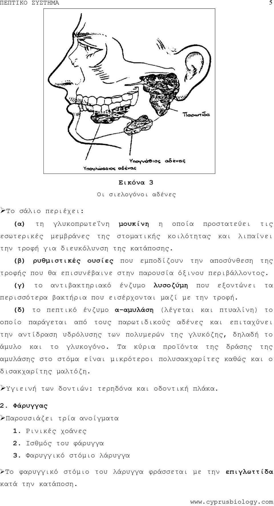 (γ) το αντιβακτηριακό ένζυμο λυσοζύμη που εξοντώνει τα περισσότερα βακτήρια που εισέρχονται μαζί με την τροφή.