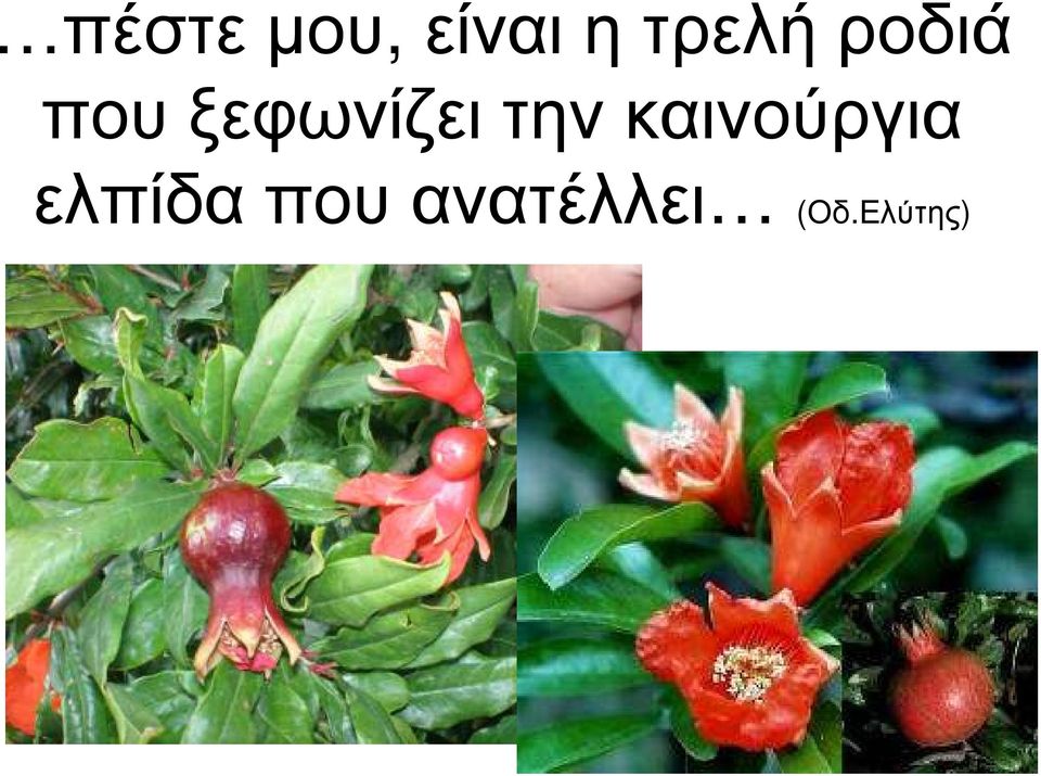 ξεφωνίζει την