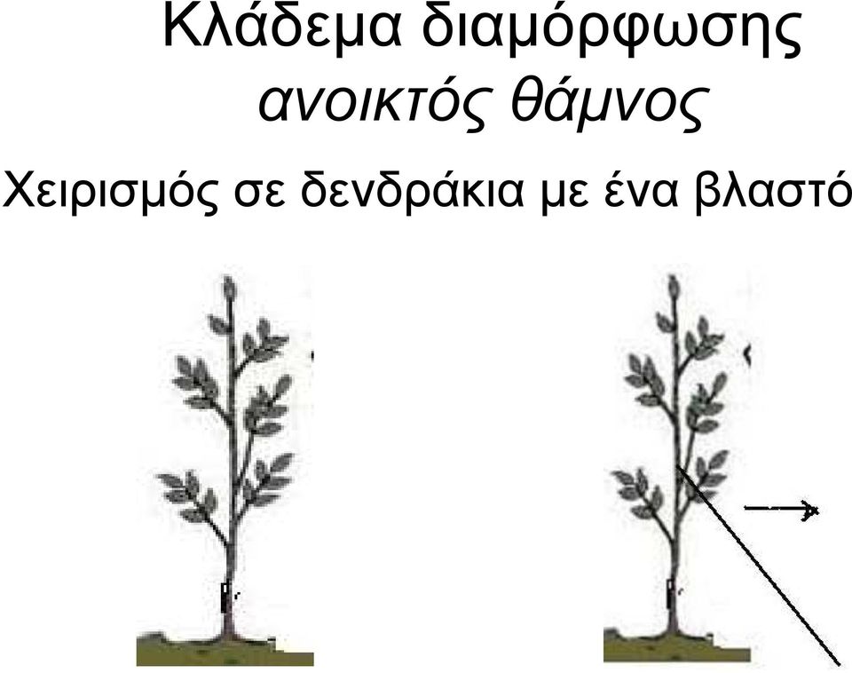 ανοικτός θάµνος