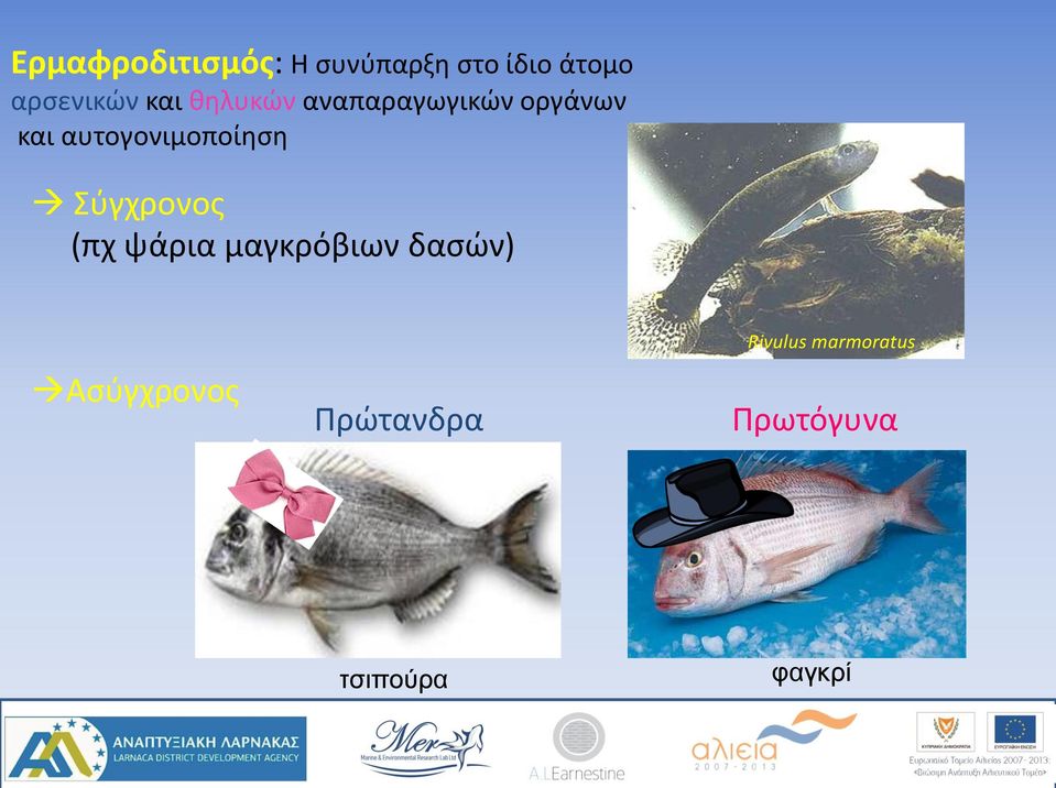 αυτογονιμοποίηση Σύγχρονος (πχ ψάρια μαγκρόβιων