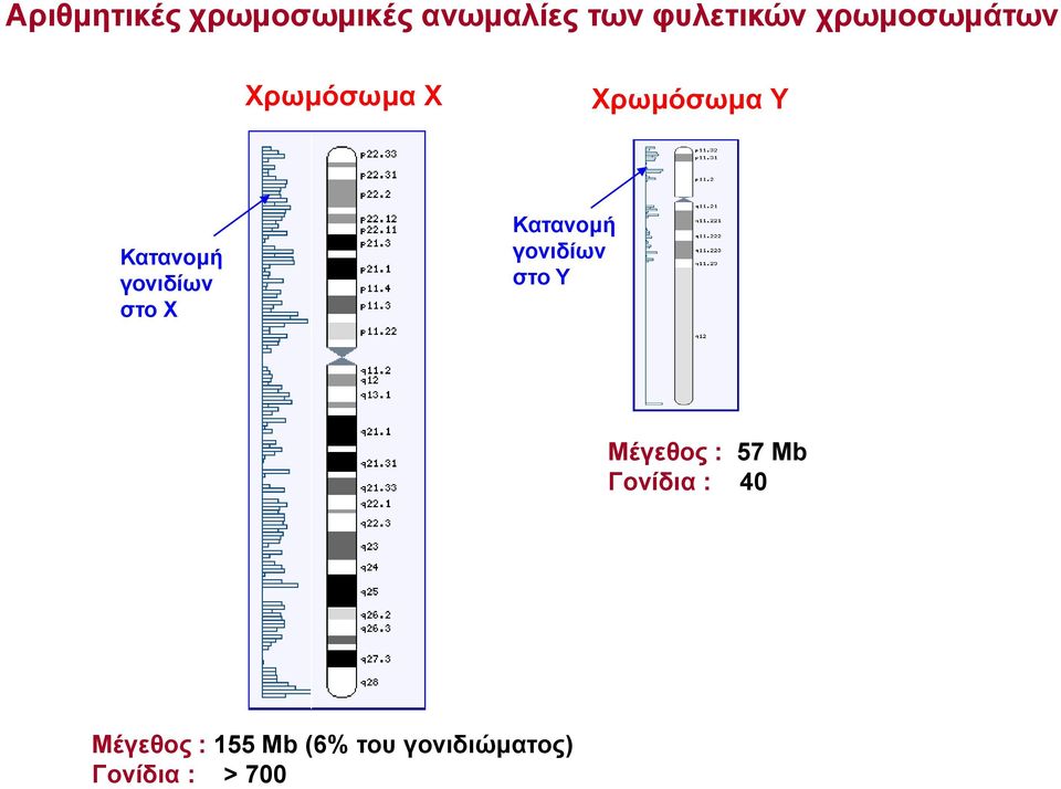 στο Χ Κατανομή γονιδίων στο Υ Μέγεθος : 57 Μb Γονίδια