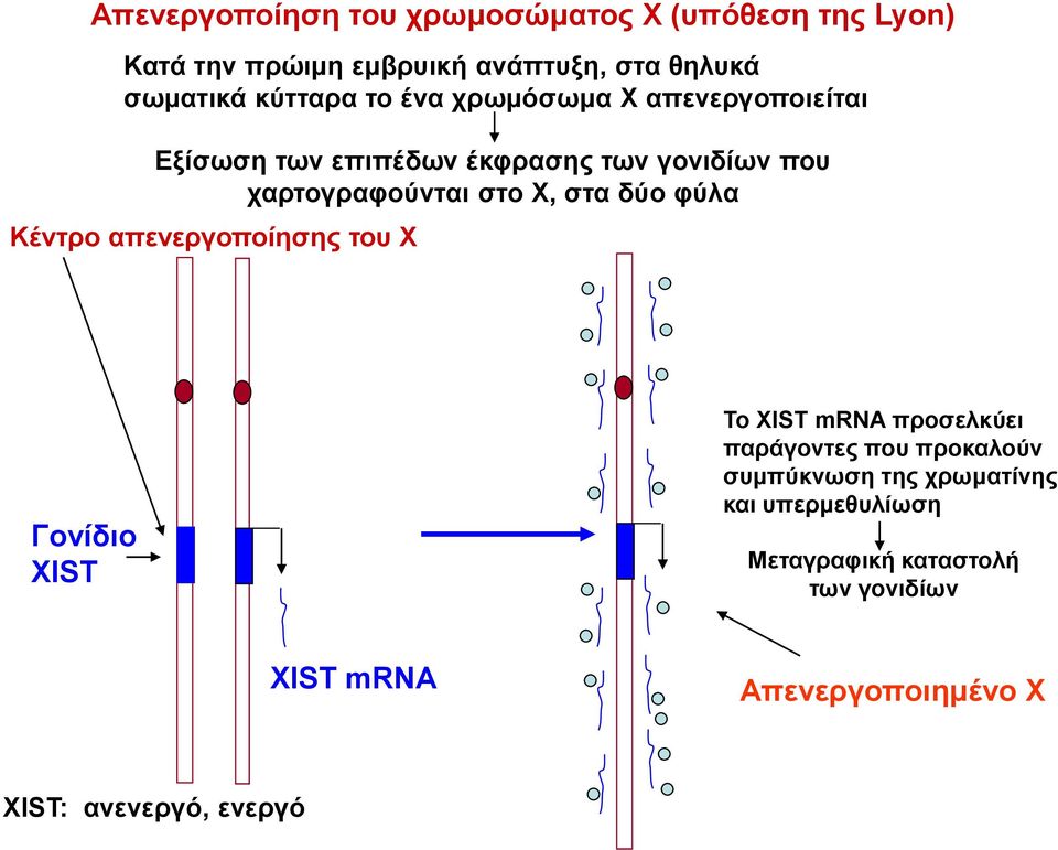 στα δύο φύλα Κέντρο απενεργοποίησης του Χ Γονίδιο ΧΙST Το XIST mrna προσελκύει παράγοντες που προκαλούν
