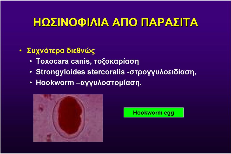 Strongyloides stercoralis
