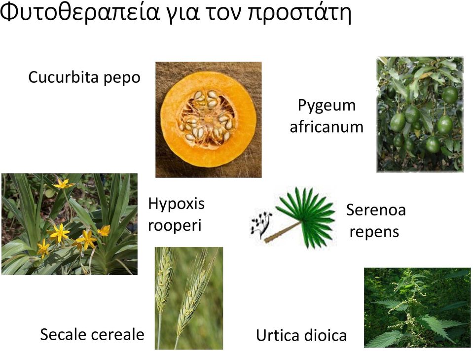 africanum Hypoxis rooperi