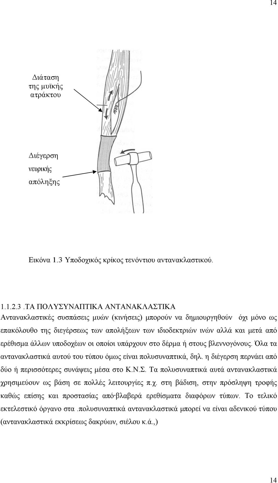 ΤΑ ΠΟΛΥΣΥΝΑΠΤΙΚΑ ΑΝΤΑΝΑΚΛΑΣΤΙΚΑ Αντανακλαστικές συσπάσεις μυών (κινήσεις) μπορούν να δημιουργηθούν όχι μόνο ως επακόλουθο της διεγέρσεως των απολήξεων των ιδιοδεκτριών ινών αλλά και μετά από ερέθισμα