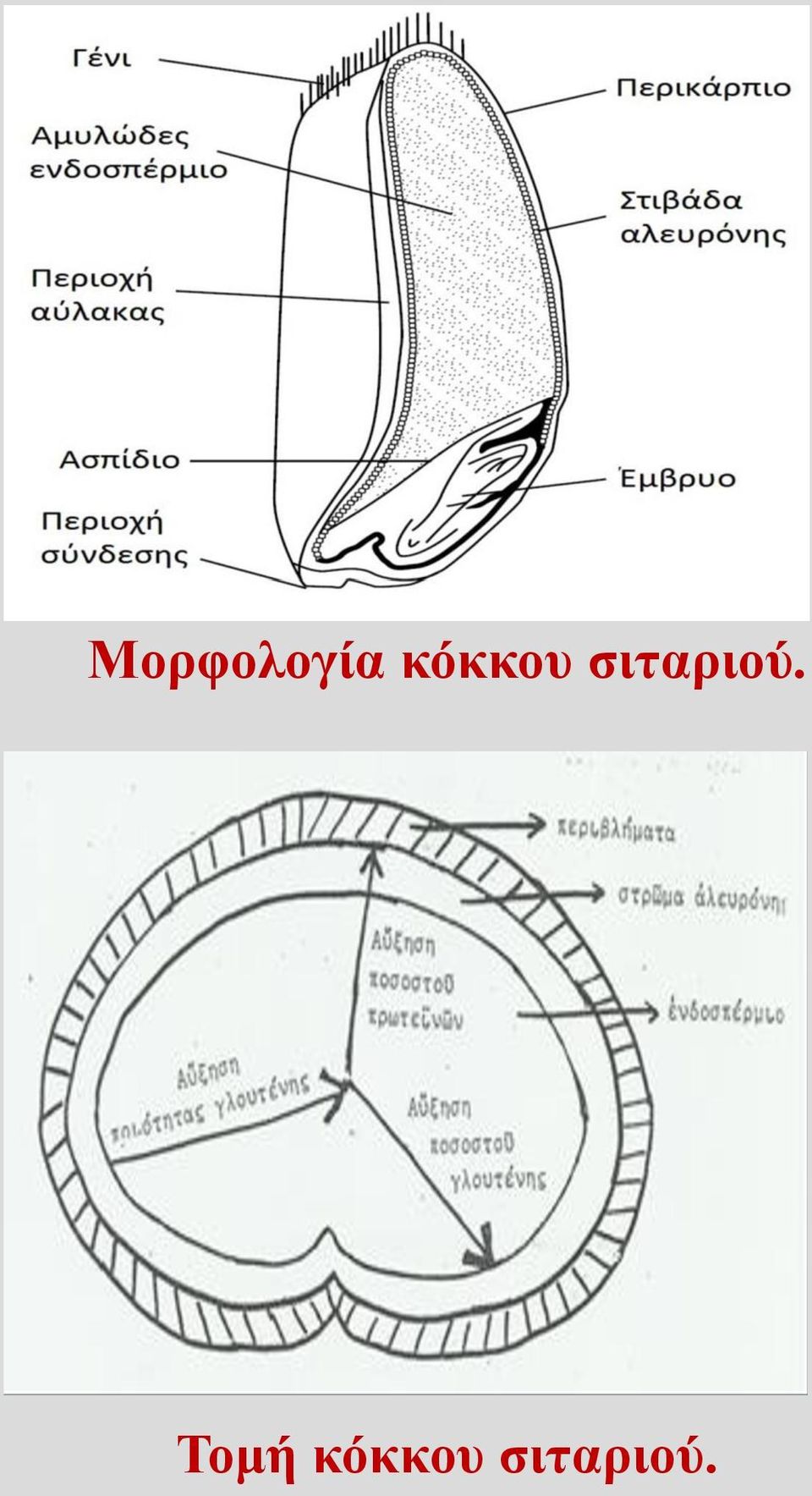 σιταριού.