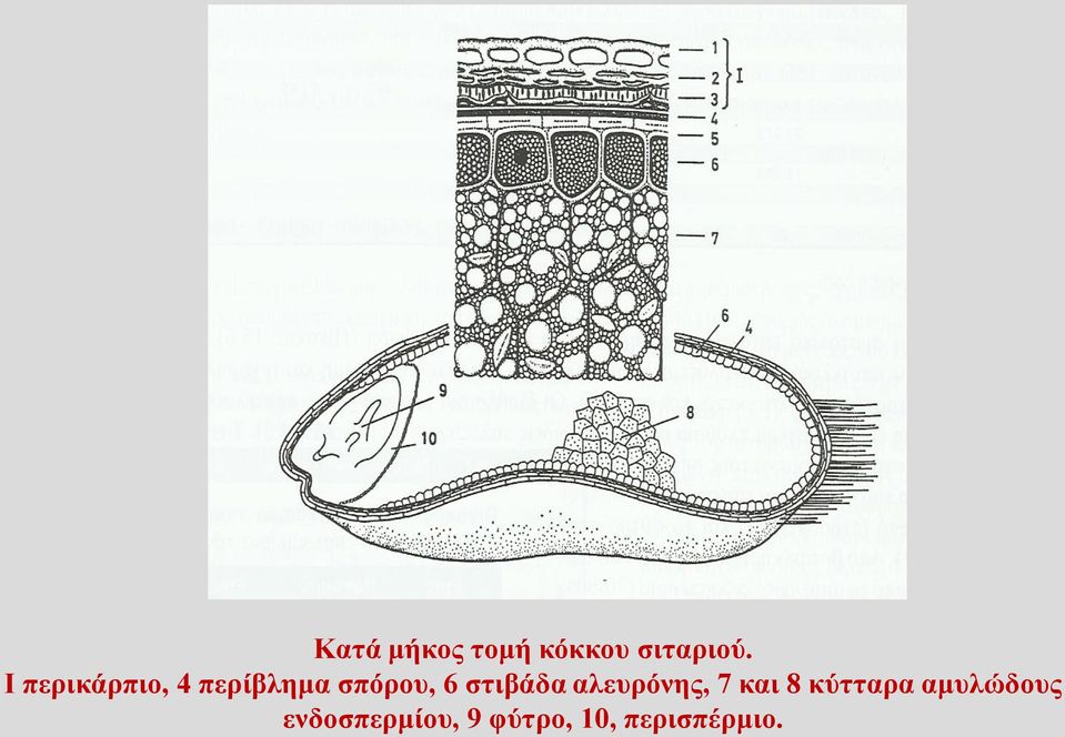 στιβάδα αλευρόνης, 7 και 8 κύτταρα