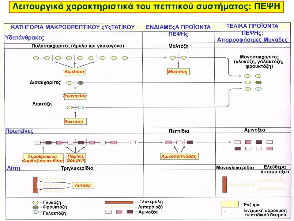 Δισακχαρίτες Λακτόζη Σακχαράση Πρωτεΐνες Λακτάση Πεπτίδια Αμινοξέα Λίπη Χυμοθρυψίνη, Καρβοξυπεπτιδάση Θρυψίνη Πεψίνη, Αμινοπεπτιδάση