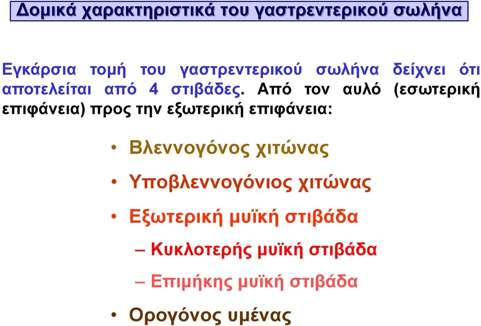 Από τον αυλό (εσωτερική επιφάνεια) προς την εξωτερική επιφάνεια: Βλεννογόνος