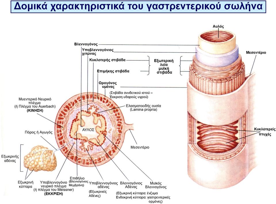 (Βλεννογόνιος Μεμβράνη) (Εξωκρινείς Αδένες)