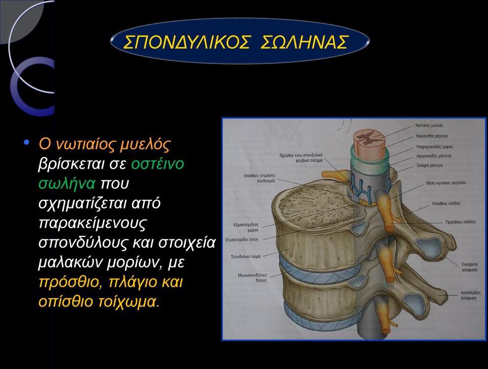 από παρακείμενους σπονδύλους και στοιχεία