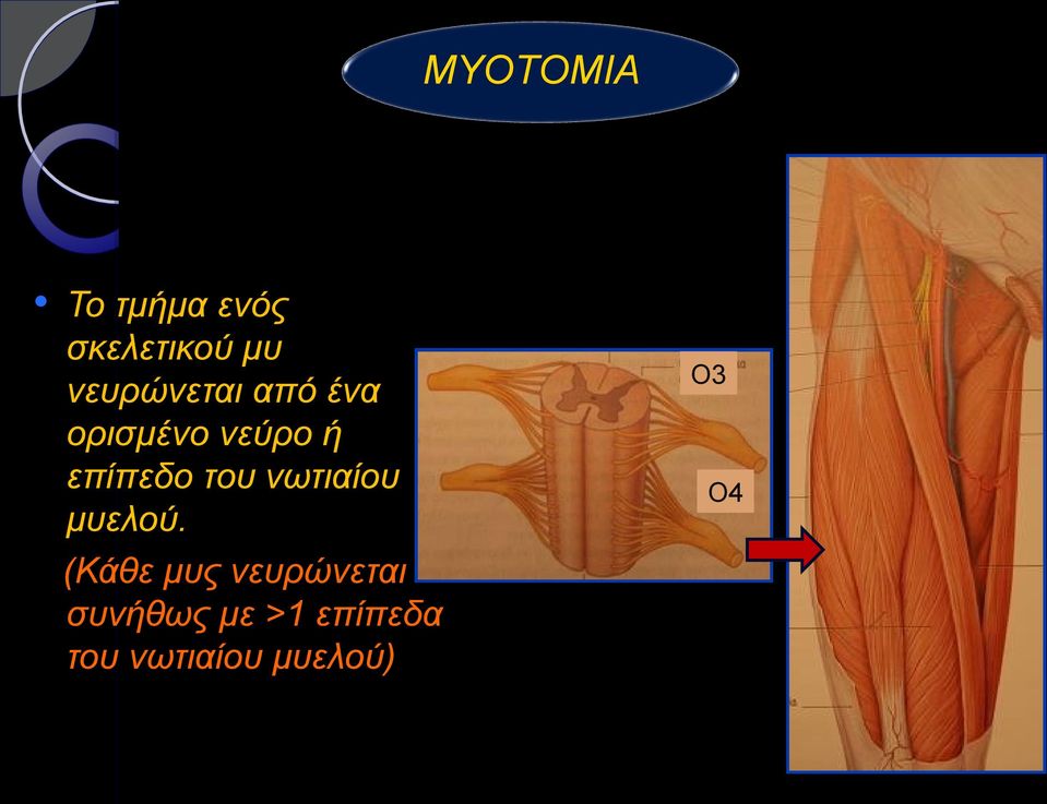 επίπεδο του νωτιαίου μυελού.