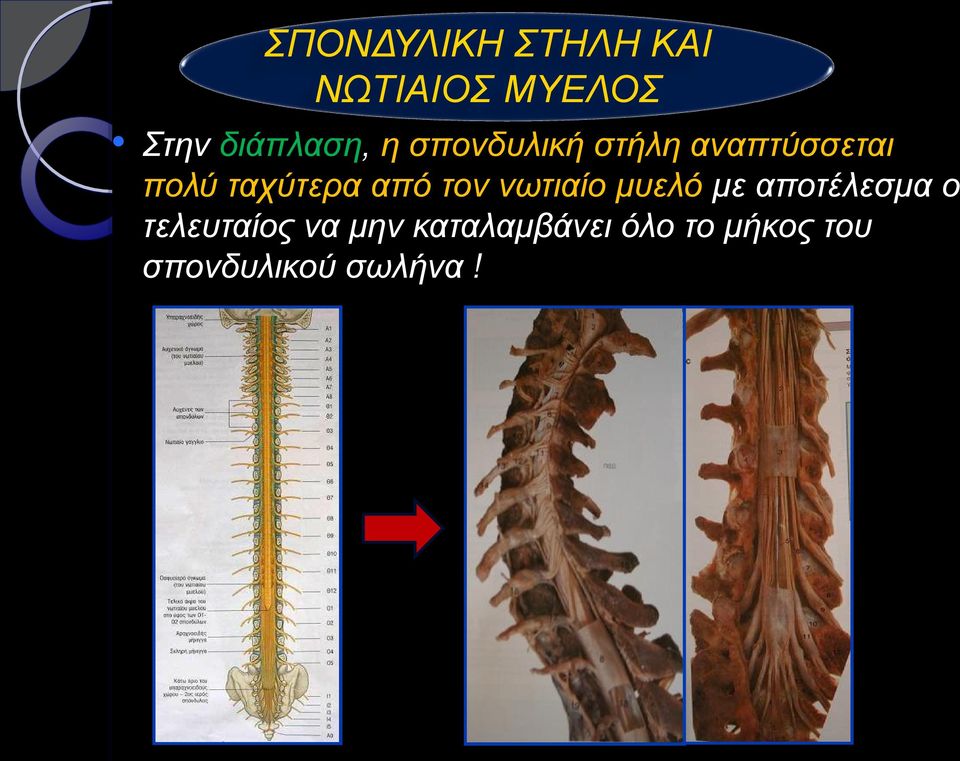 ταχύτερα από τον νωτιαίο μυελό με αποτέλεσμα ο