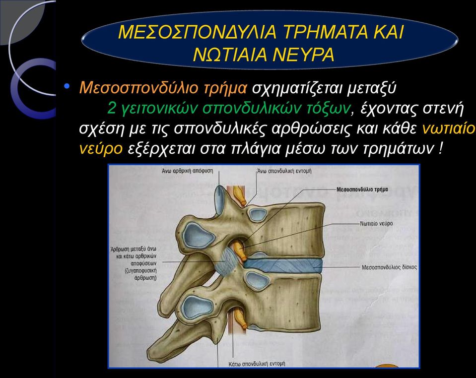 τόξων, έχοντας στενή σχέση με τις σπονδυλικές αρθρώσεις