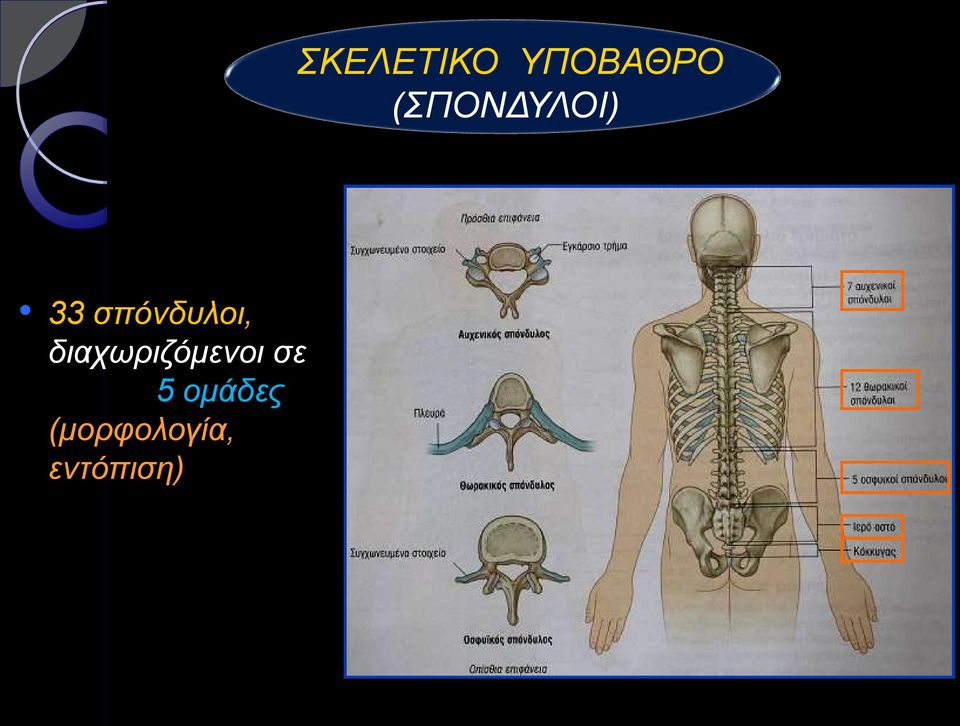 σπόνδυλοι,