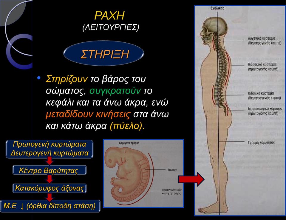 στα άνω και κάτω άκρα (πύελο).