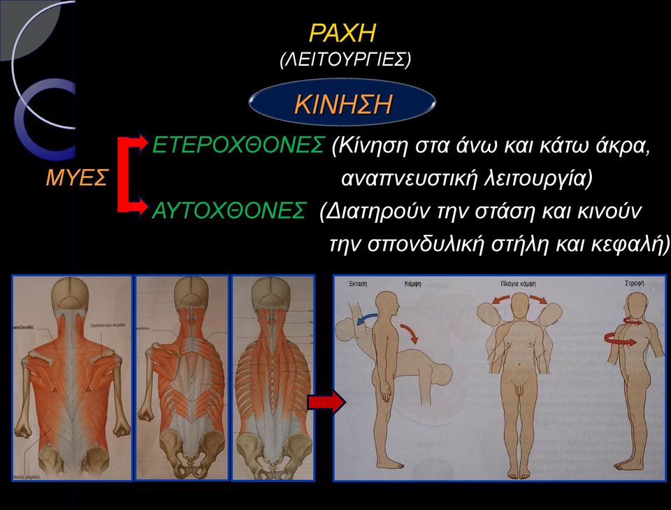 λειτουργία) ΑΥΤΟΧΘΟΝΕΣ (Διατηρούν την στάση