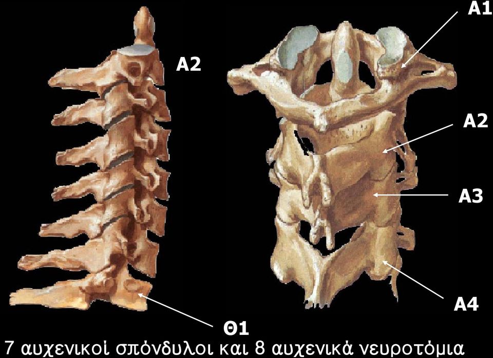 σπόνδυλοι και 8