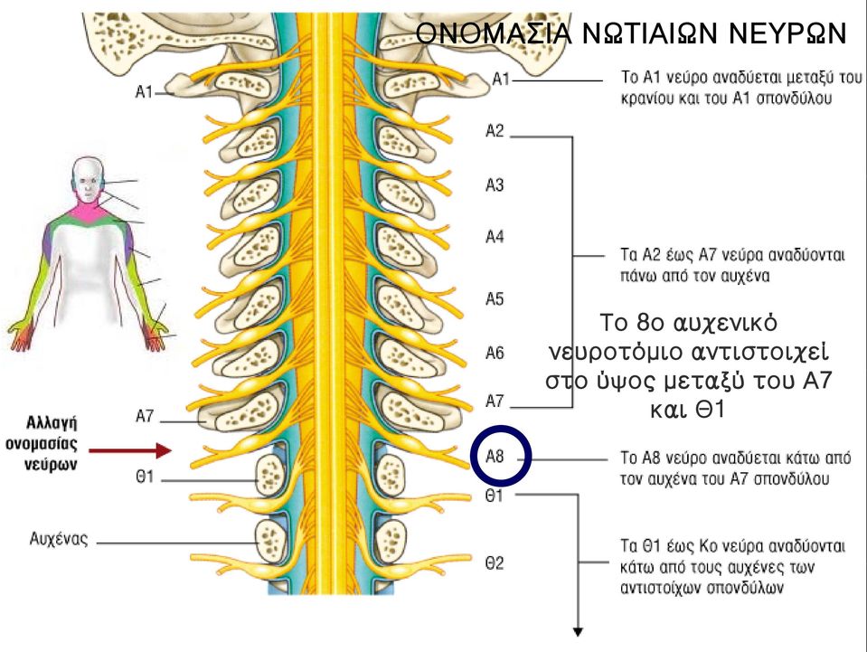 νευροτόμιο αντιστοιχεί