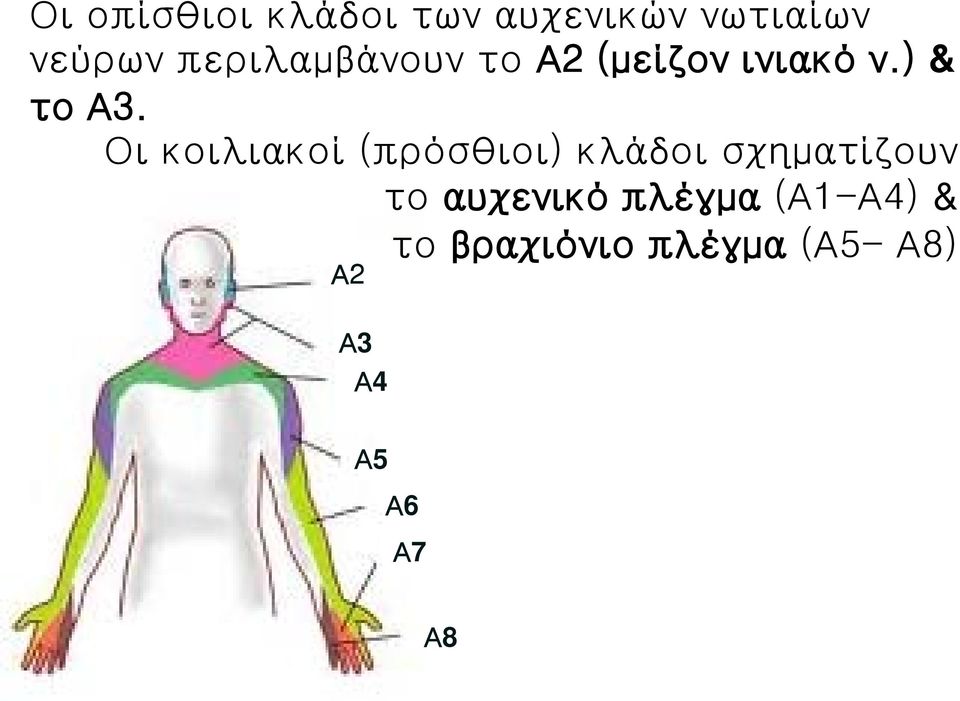 Οι κοιλιακοί (πρόσθιοι) κλάδοι σχηματίζουν το αυχενικό