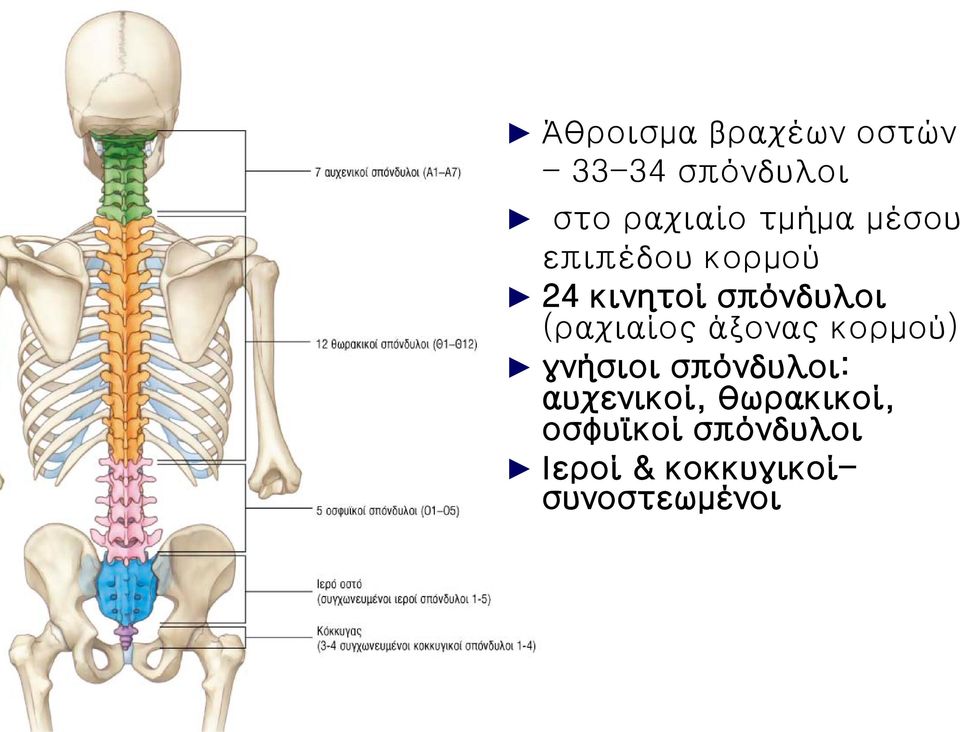 (ραχιαίος άξονας κορμού) γνήσιοι σπόνδυλοι: αυχενικοί,