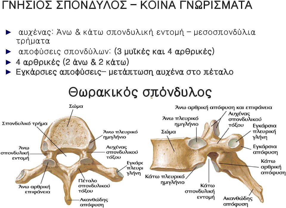 σπονδύλων: (3 μυϊκές και 4 αρθρικές) 4 αρθρικές (2 άνω & 2