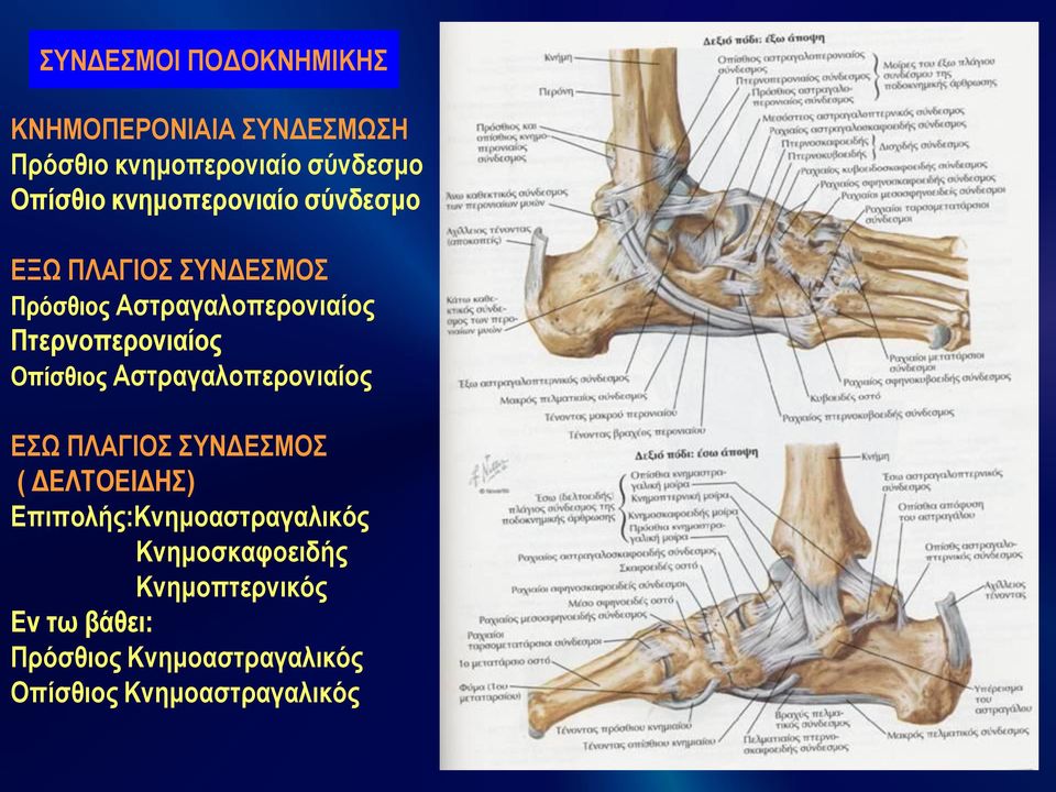 Οπίσθιος Αστραγαλοπερονιαίος ΕΣΩ ΠΛΑΓΙΟΣ ΣΥΝΔΕΣΜΟΣ ( ΔΕΛΤΟΕΙΔΗΣ) Επιπολής:Κνημοαστραγαλικός