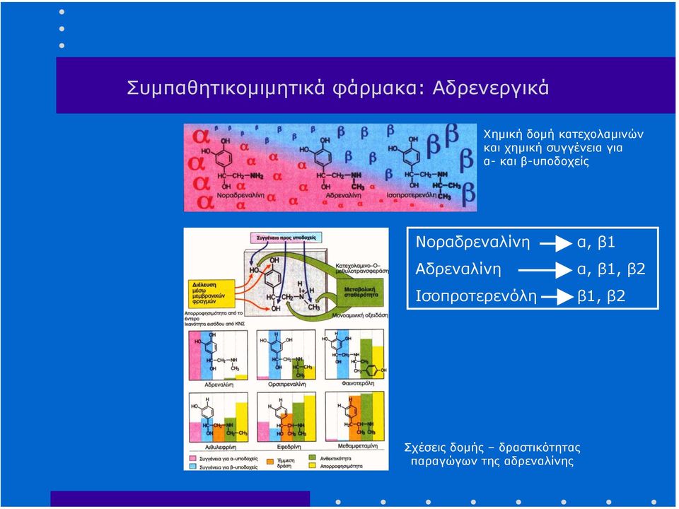 β-υποδοχείς Νοραδρεναλίνη Αδρεναλίνη Ισοπροτερενόλη α,