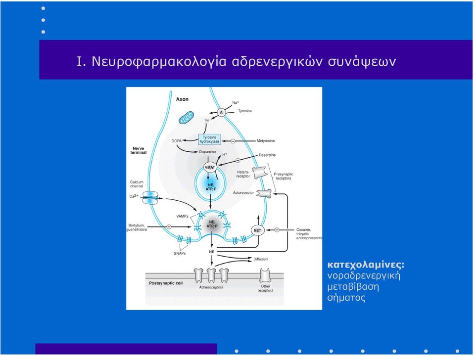 κατεχολαµίνες: