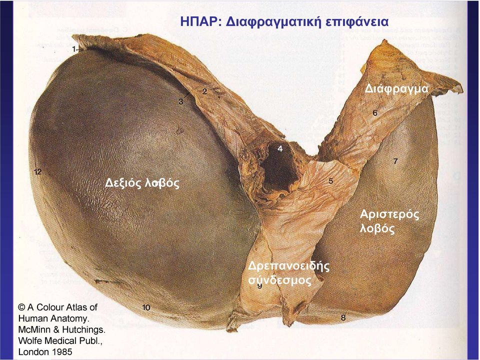 A Colour Atlas of Human Anatomy.