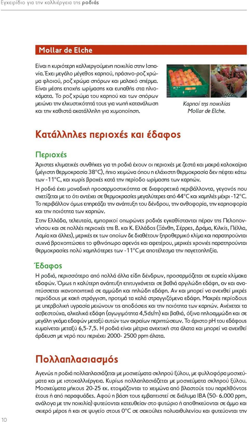 Το ροζ χρώμα του καρπού και των σπόρων μειώνει την ελκυστικότητά τους για νωπή κατανάλωση και την καθιστά ακατάλληλη για χυμοποίηση. Καρποί της ποικιλίας Mollar de Elche.
