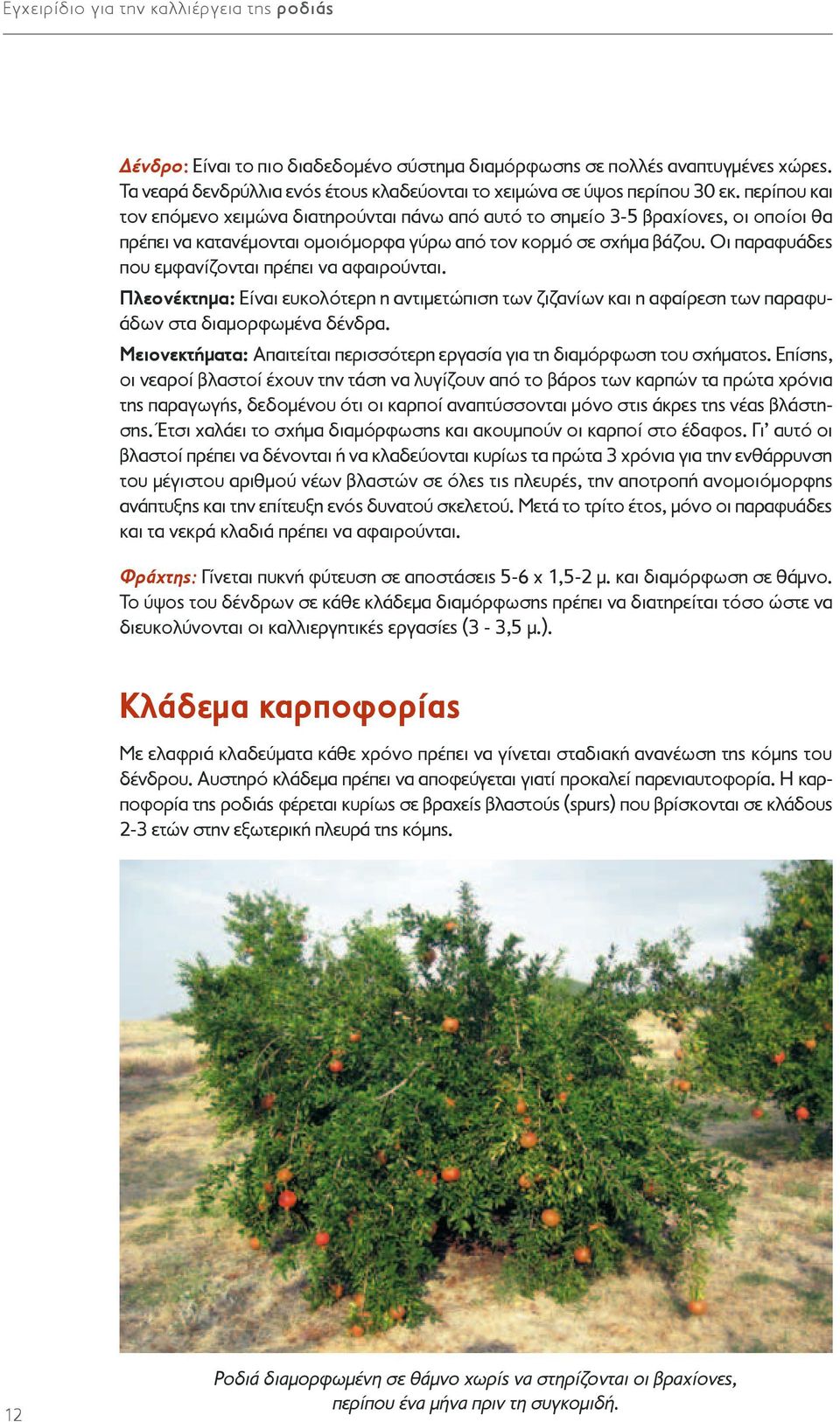 περίπου και τον επόμενο χειμώνα διατηρούνται πάνω από αυτό το σημείο 3-5 βραχίονες, οι οποίοι θα πρέπει να κατανέμονται ομοιόμορφα γύρω από τον κορμό σε σχήμα βάζου.