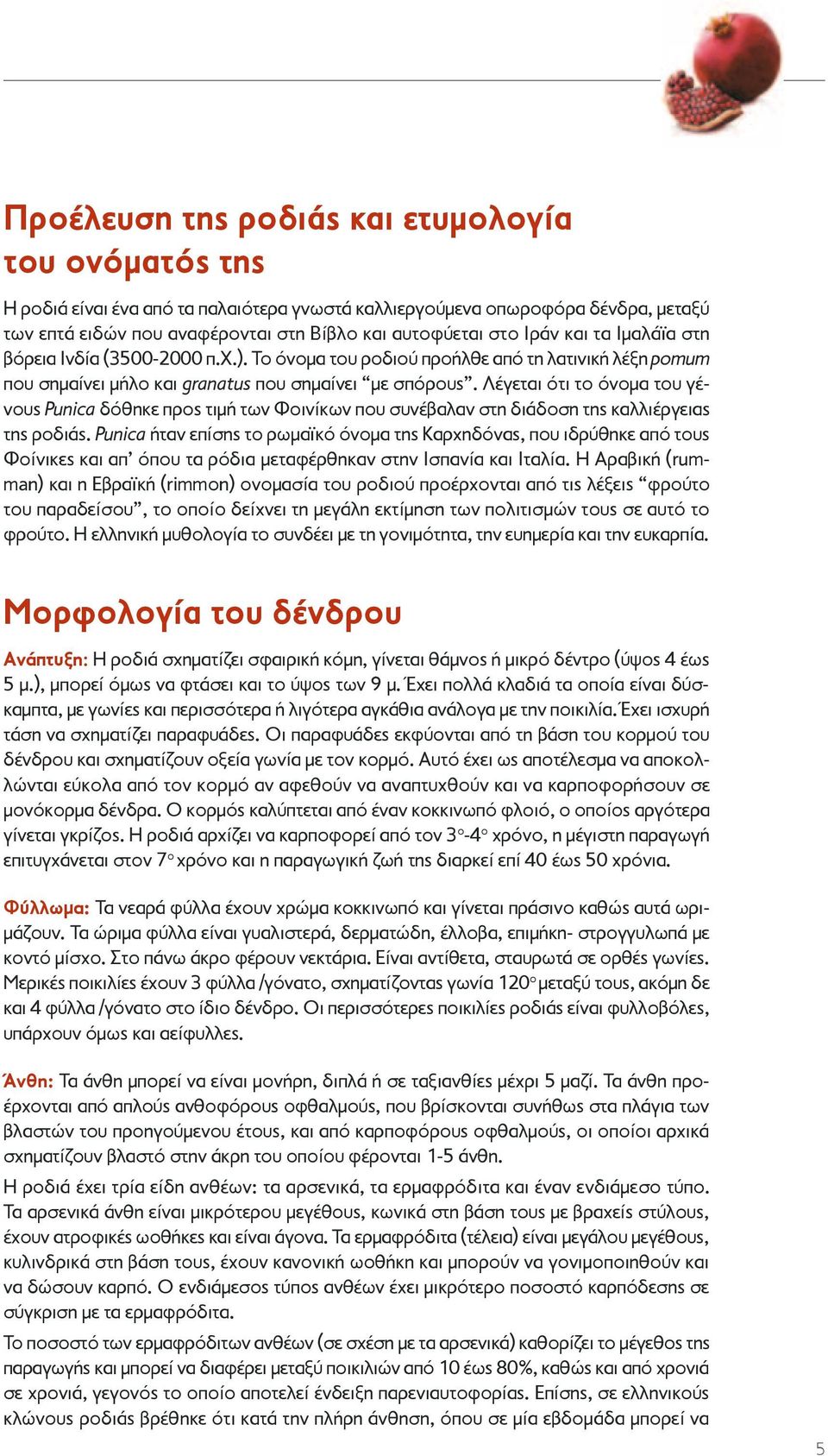 Λέγεται ότι το όνομα του γένους Punica δόθηκε προς τιμή των Φοινίκων που συνέβαλαν στη διάδοση της καλλιέργειας της ροδιάς.