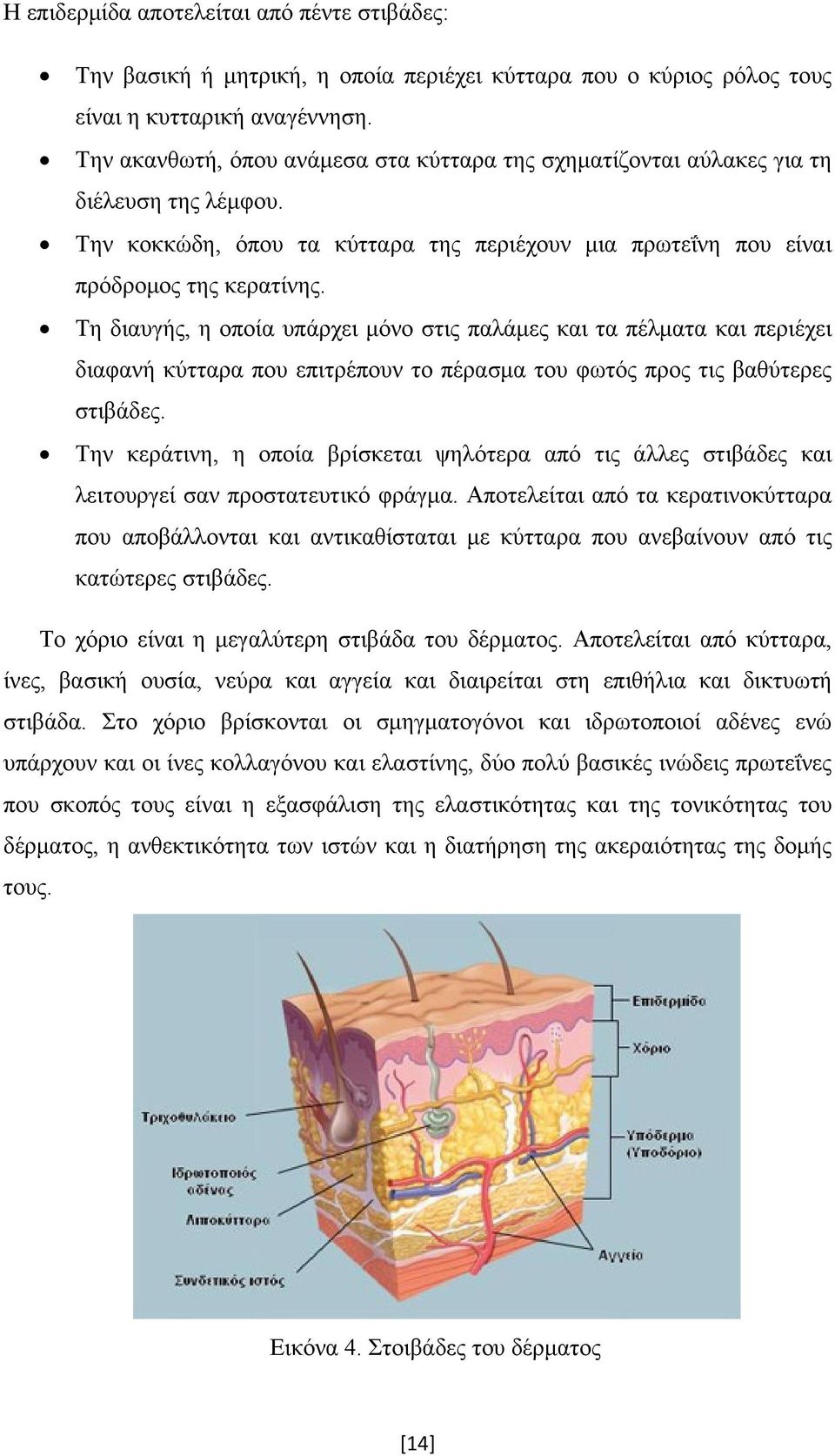 Τη διαυγής, η οποία υπάρχει μόνο στις παλάμες και τα πέλματα και περιέχει διαφανή κύτταρα που επιτρέπουν το πέρασμα του φωτός προς τις βαθύτερες στιβάδες.