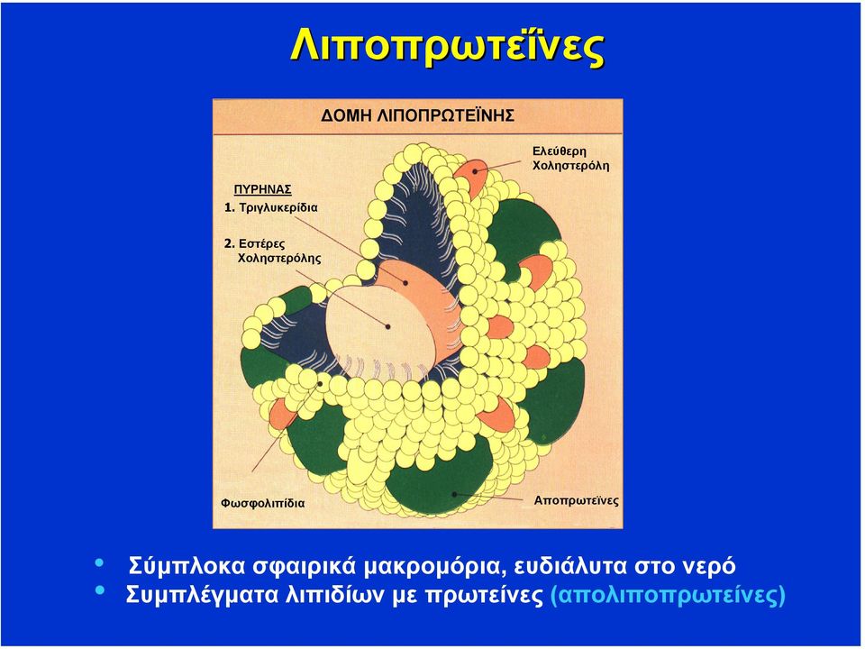 Εστέρες Χοληστερόλης Φωσφολιπίδια Αποπρωτεϊνες Σύµπλοκα