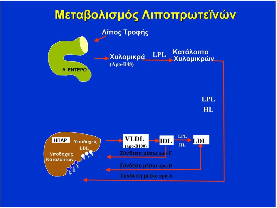 HL ΗΠΑΡ Υποδοχείς LDL Yποδοχείς Καταλοίπων VLDL IDL