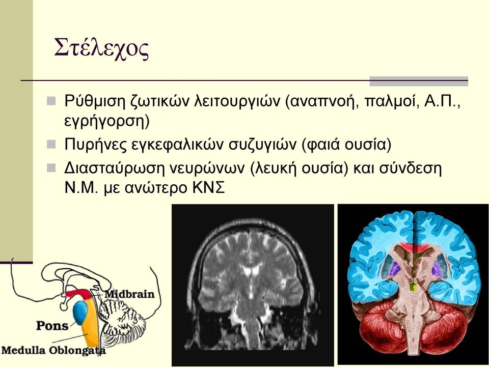 , εγρήγορση) Πυρήνες εγκεφαλικών συζυγιών