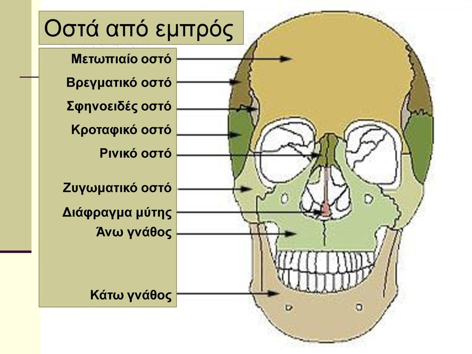 Κροταφικό οστό Ρινικό οστό