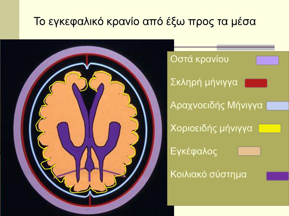 μήνιγγα Αραχνοειδής Μήνιγγα